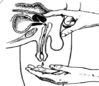 Massaggiare la ghiandola prostatica per ottenere le secrezioni